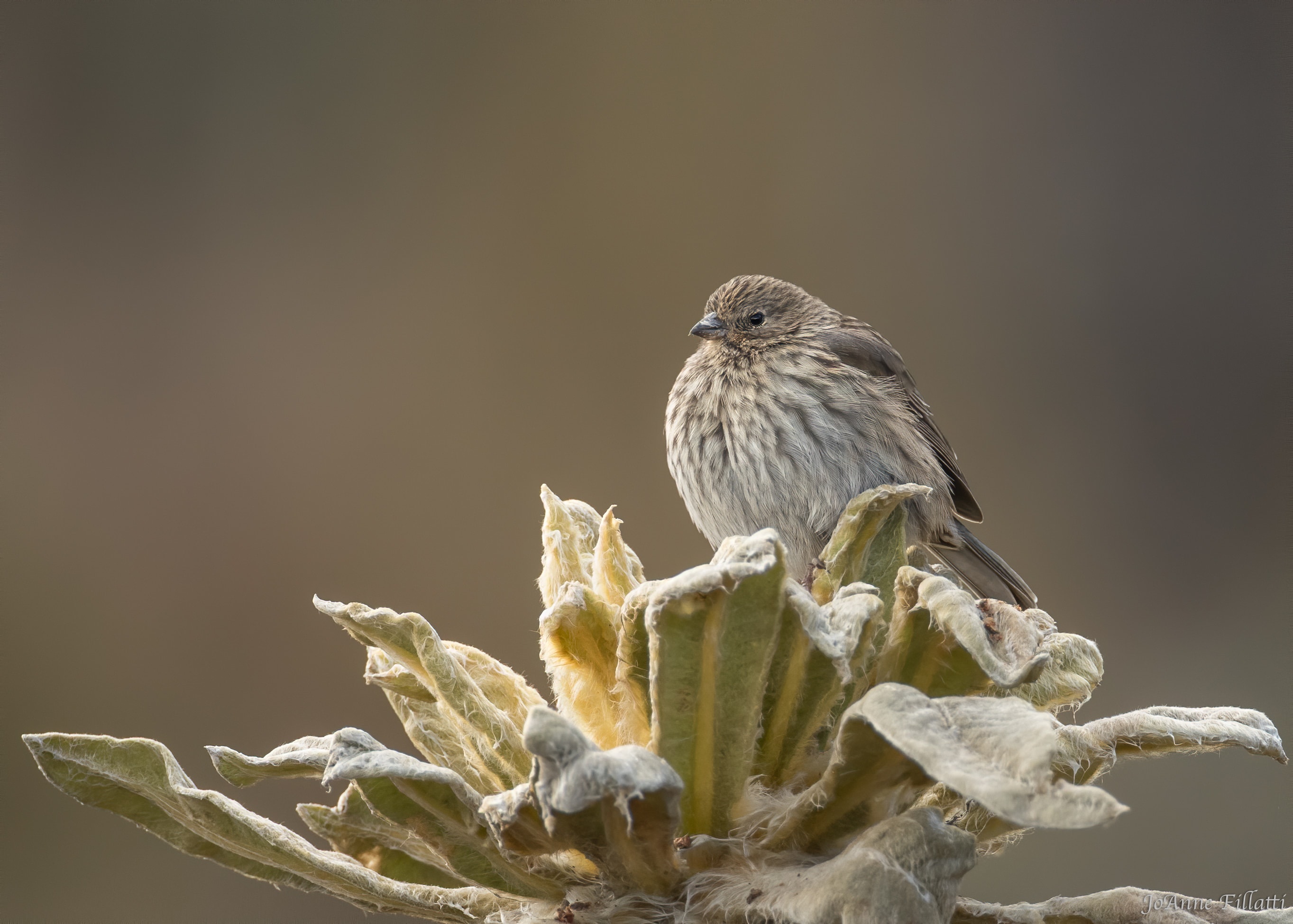 bird of colombia image 21